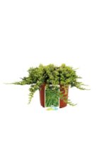 juniperus horizontalis golden carpet ginepro