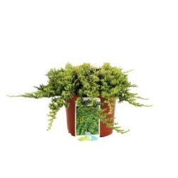 juniperus horizontalis golden carpet ginepro