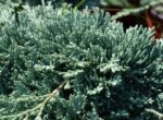 juniperus horizontalis monber ginepro 1