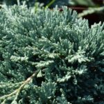 juniperus horizontalis monber ginepro 1