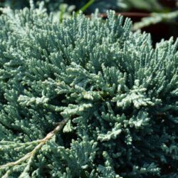 juniperus horizontalis monber ginepro 1