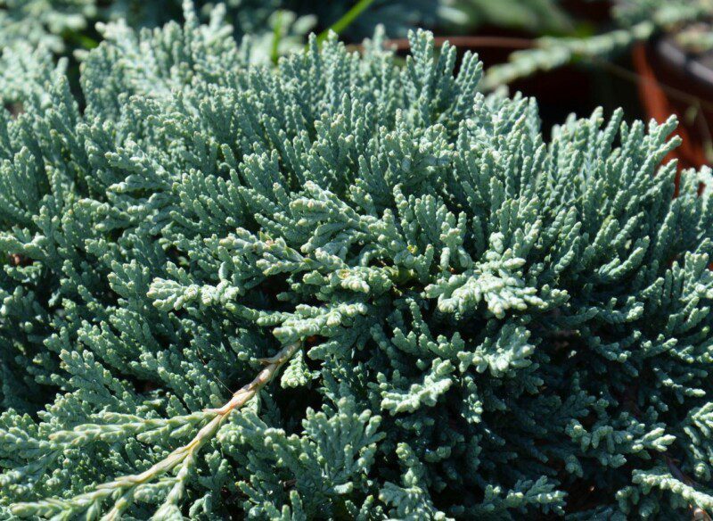 juniperus horizontalis monber ginepro 1 juniperus horizontalis monber ginepro 1