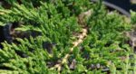 juniperus horizontalis prince of wales ginepro 1