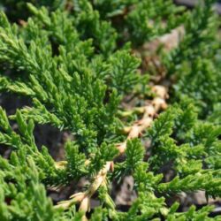 juniperus horizontalis prince of wales ginepro 1