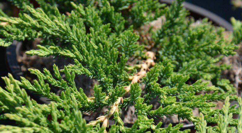juniperus horizontalis prince of wales ginepro 1 juniperus horizontalis prince of wales ginepro 1