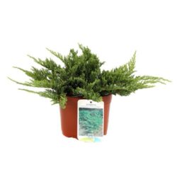 juniperus horizontalis prince of wales ginepro