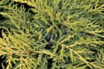 juniperus media golden saucer ginepro 1