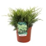 juniperus media golden saucer ginepro