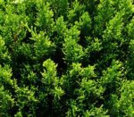 juniperus media mint julep ginepro 1