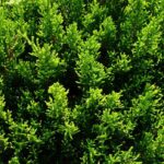 juniperus media mint julep ginepro 1