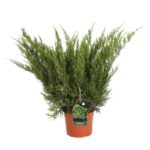 juniperus media mint julep ginepro