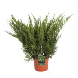 juniperus media mint julep ginepro