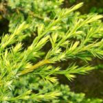 juniperus media old gold ginepro