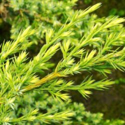 juniperus media old gold ginepro