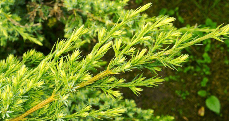 juniperus media old gold ginepro juniperus media old gold ginepro