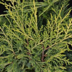 juniperus media pfitzeriana aurea ginepro 1
