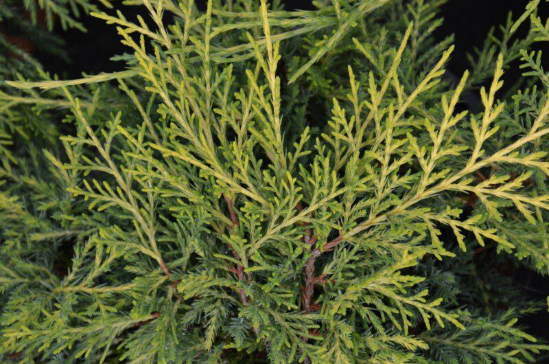 juniperus media pfitzeriana aurea ginepro 1 juniperus media pfitzeriana aurea ginepro 1