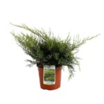 juniperus media pfitzeriana aurea ginepro