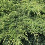 juniperus media pfitzeriana compacta ginepro 1