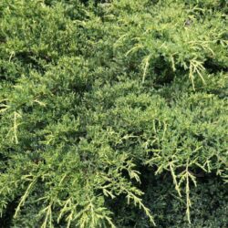 juniperus media pfitzeriana compacta ginepro 1