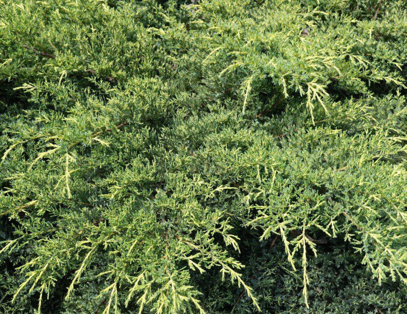 juniperus media pfitzeriana compacta ginepro 1 juniperus media pfitzeriana compacta ginepro 1