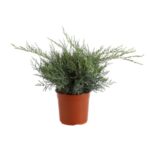 juniperus media pfitzeriana compacta ginepro