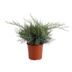 juniperus media pfitzeriana compacta ginepro