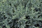 juniperus media pfitzeriana glauca ginepro 1
