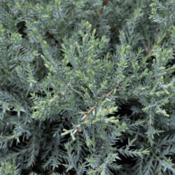juniperus media pfitzeriana glauca ginepro 1
