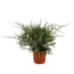 juniperus media pfitzeriana glauca ginepro