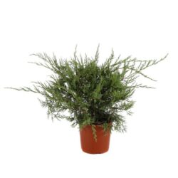 juniperus media pfitzeriana glauca ginepro