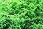 juniperus procubens nana ginepro 1