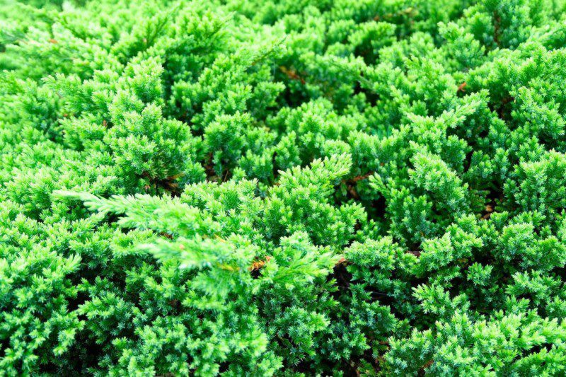 juniperus procubens nana ginepro 1 juniperus procubens nana ginepro 1