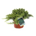 juniperus procubens nana ginepro