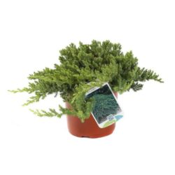 juniperus procubens nana ginepro