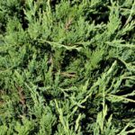 juniperus sabina tamariscifolia no blight ginepro 1