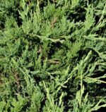 juniperus sabina tamariscifolia no blight ginepro 1