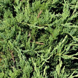 juniperus sabina tamariscifolia no blight ginepro 1