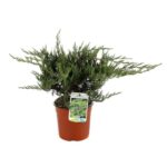 juniperus sabina tamariscifolia no blight ginepro