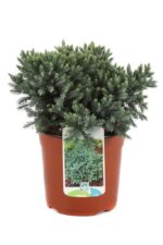 juniperus squamata blue star ginepro 1