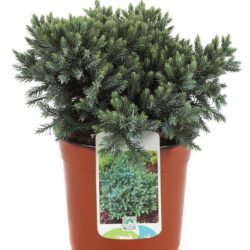juniperus squamata blue star ginepro 1