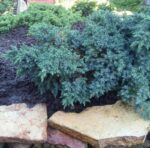 juniperus squamata blue star ginepro