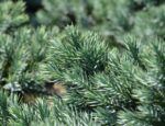 juniperus squamata blue star ginepro 2