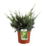 juniperus squamata holger ginepro
