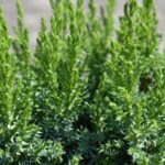 juniperus squamata loderi ginepro 1