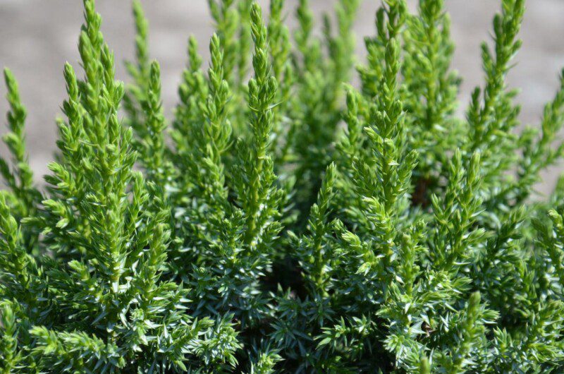 juniperus squamata loderi ginepro 1 juniperus squamata loderi ginepro 1