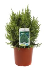 juniperus squamata loderi ginepro