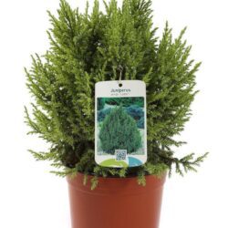 juniperus squamata loderi ginepro