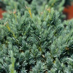 juniperus squamata meyeri ginepro 1