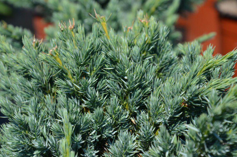 juniperus squamata meyeri ginepro 1 juniperus squamata meyeri ginepro 1